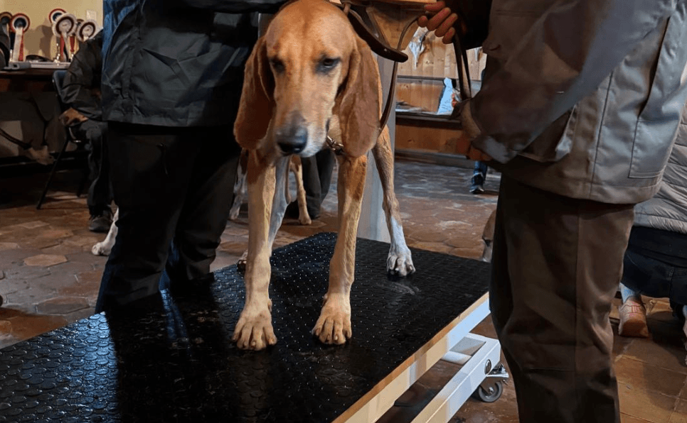 TABLE ANIMALIERE ''OSTEO'PATTES''